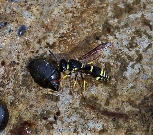 Réf. 187 146 : Eumeninae inconnu
